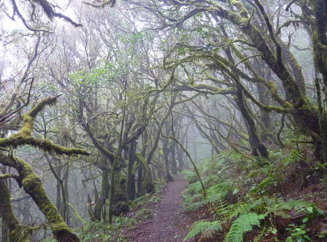  parc national de Garajonay 